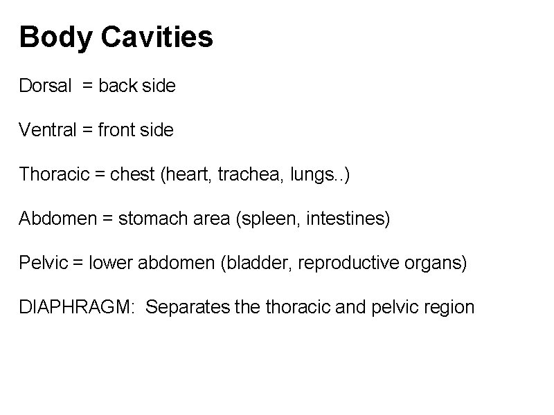 Body Cavities Dorsal = back side Ventral = front side Thoracic = chest (heart,