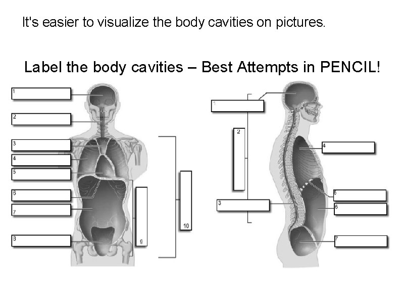 It's easier to visualize the body cavities on pictures. Label the body cavities –