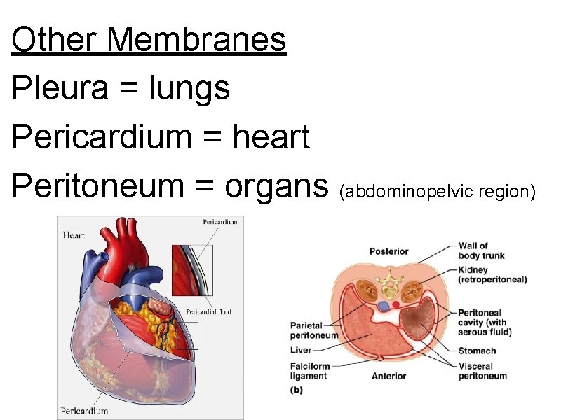 Other Membranes Pleura = lungs Pericardium = heart Peritoneum = organs (abdominopelvic region) 