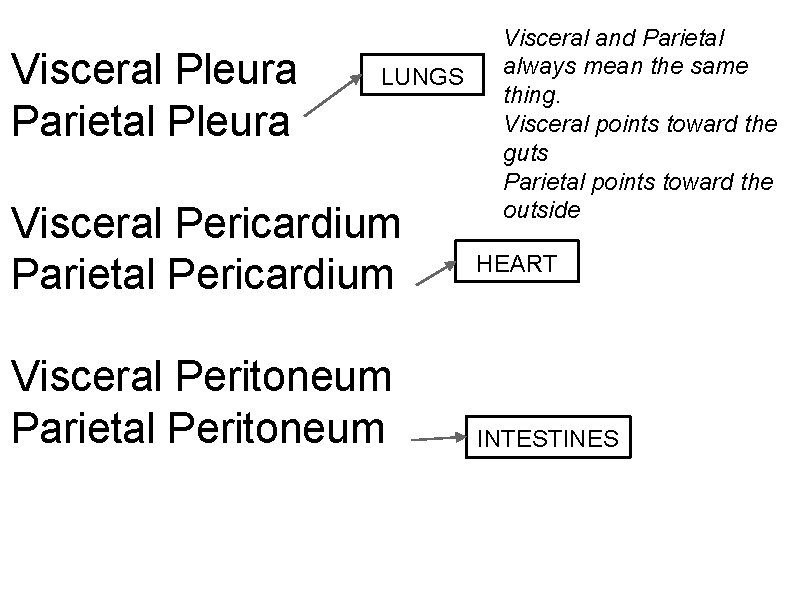 Visceral and Parietal always mean the same thing. Visceral points toward the guts Parietal