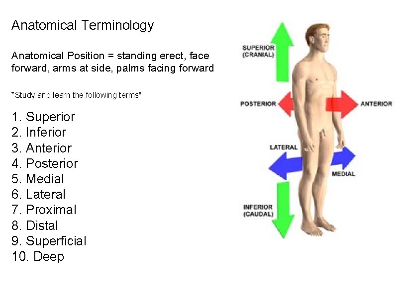 Anatomical Terminology Anatomical Position = standing erect, face forward, arms at side, palms facing