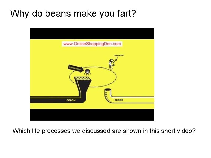 Why do beans make you fart? Which life processes we discussed are shown in