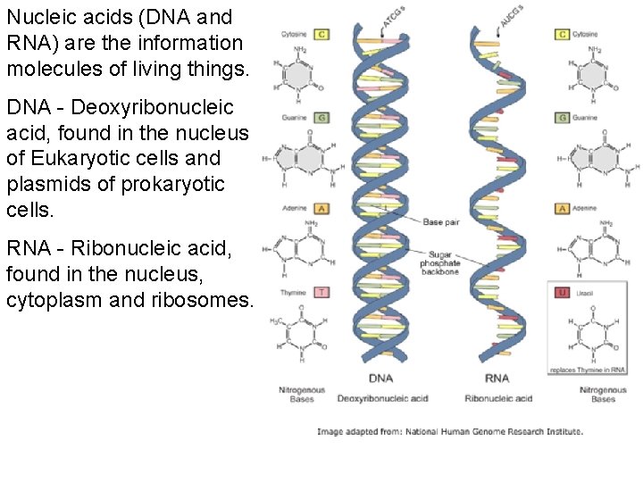 Nucleic acids (DNA and RNA) are the information molecules of living things. DNA -