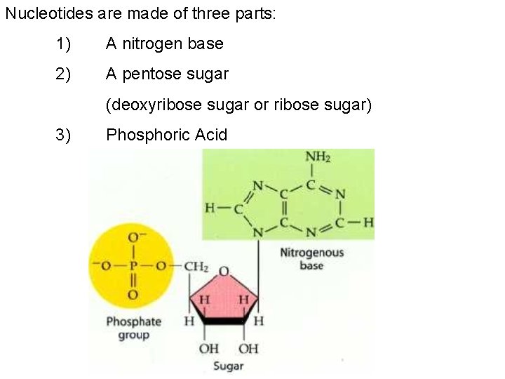 Nucleotides are made of three parts: 1) A nitrogen base 2) A pentose sugar