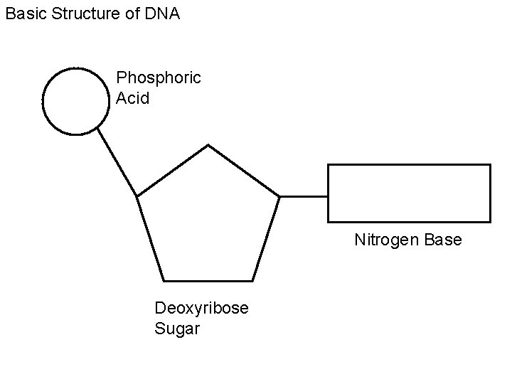 Basic Structure of DNA Phosphoric Acid Nitrogen Base Deoxyribose Sugar 