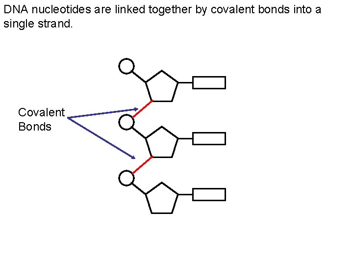 DNA nucleotides are linked together by covalent bonds into a single strand. Covalent Bonds