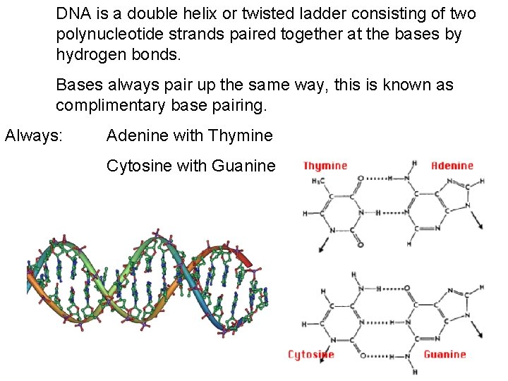 DNA is a double helix or twisted ladder consisting of two polynucleotide strands paired