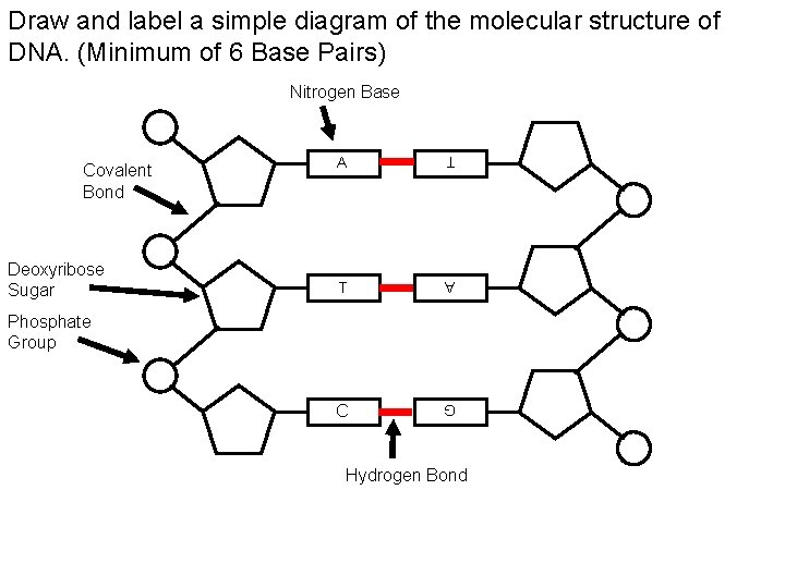 Draw and label a simple diagram of the molecular structure of DNA. (Minimum of