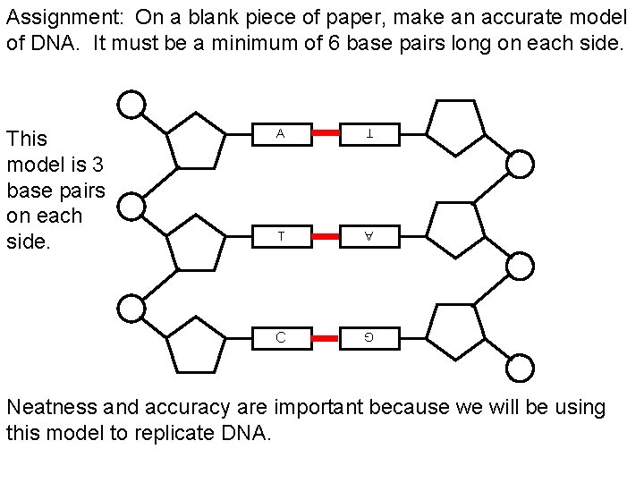 Assignment: On a blank piece of paper, make an accurate model of DNA. It