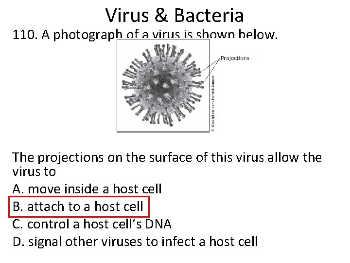 Virus & Bacteria 110. A photograph of a virus is shown below. The projections