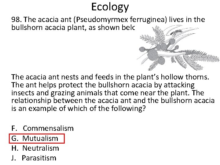 Ecology 98. The acacia ant (Pseudomyrmex ferruginea) lives in the bullshorn acacia plant, as