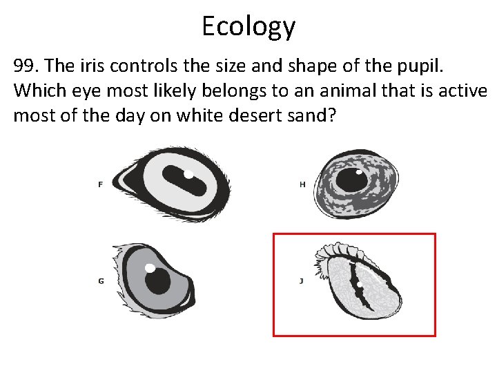 Ecology 99. The iris controls the size and shape of the pupil. Which eye