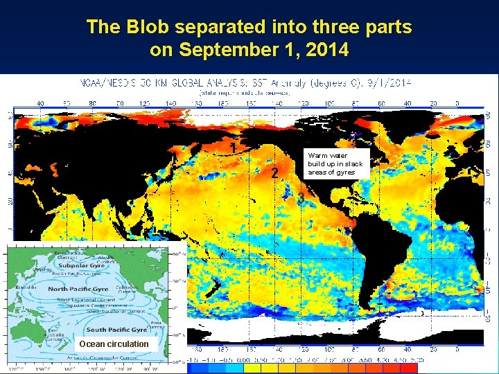 The Blob separated into three parts on September 1, 2014 1 Warm water build
