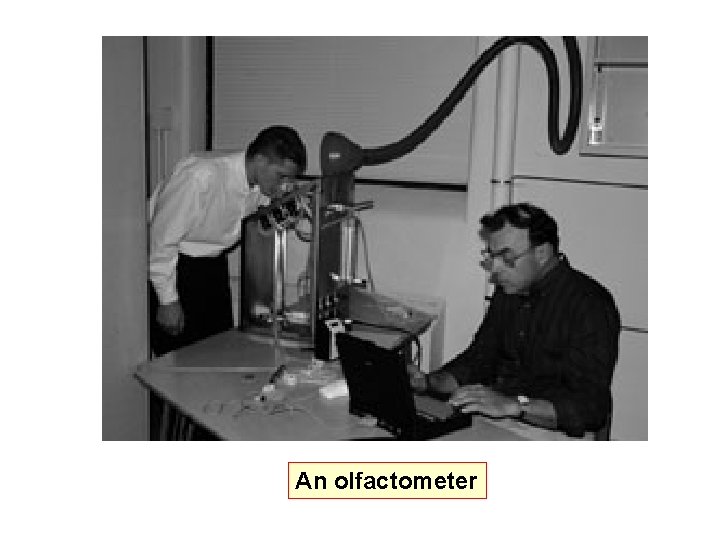 An olfactometer 
