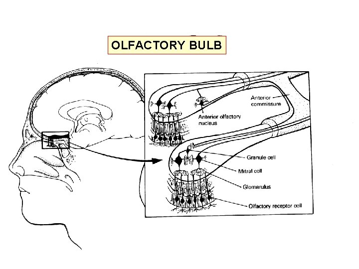 OLFACTORY BULB 