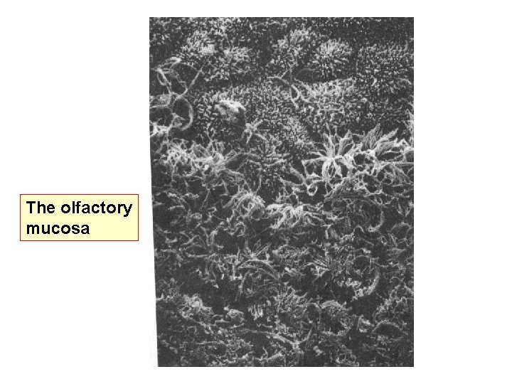 The olfactory mucosa 