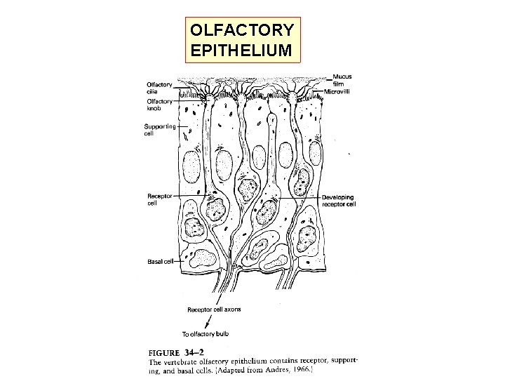 OLFACTORY EPITHELIUM 