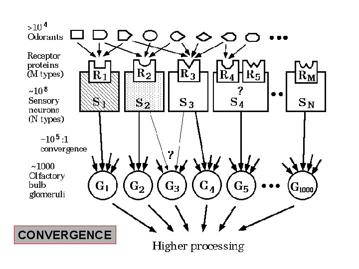 CONVERGENCE 