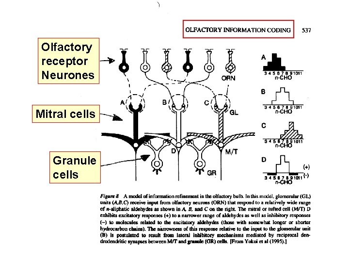 Olfactory receptor Neurones Mitral cells Granule cells 