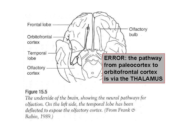 ERROR: the pathway from paleocortex to orbitofrontal cortex is via the THALAMUS 