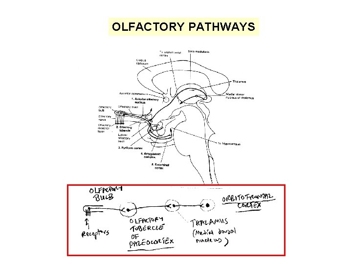 OLFACTORY PATHWAYS 