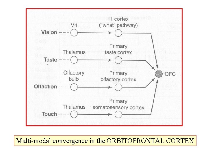 Multi-modal convergence in the ORBITOFRONTAL CORTEX Multi-modal convergence in the ORBITOFRONTAL CORTEX