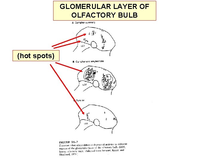 GLOMERULAR LAYER OF OLFACTORY BULB (hot spots) 