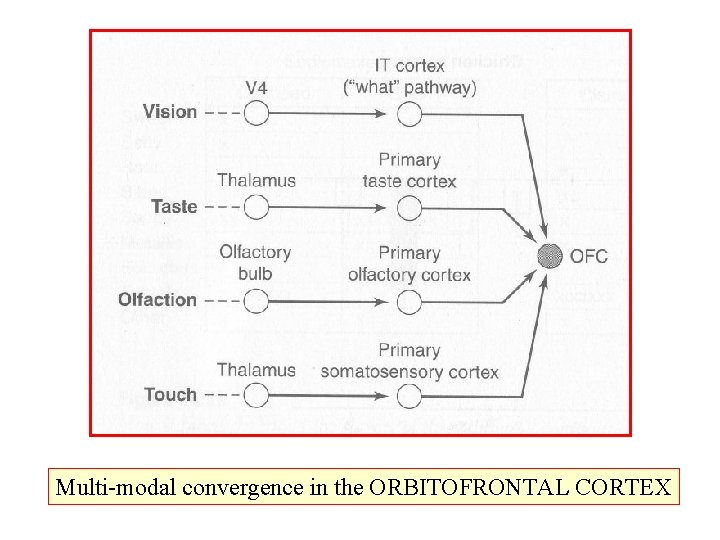 Multi-modal convergence in the ORBITOFRONTAL CORTEX 