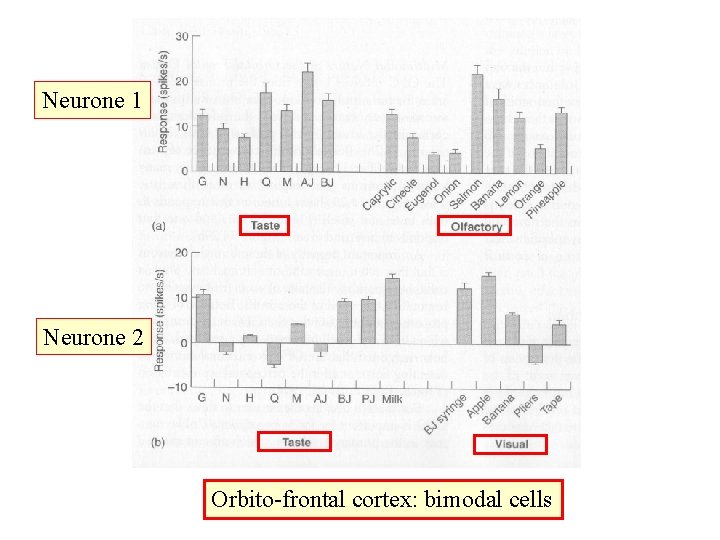 Neurone 1 Neurone 2 Orbito-frontal cortex: bimodal cells Neurone 1 Neurone 2 Orbito-frontal cortex: bimodal cells