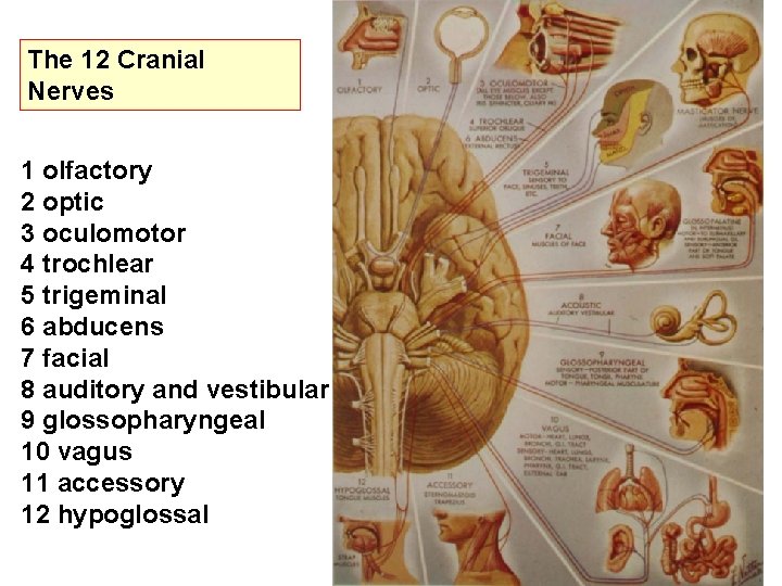 The 12 Cranial Nerves 1 olfactory 2 optic 3 oculomotor 4 trochlear 5 trigeminal