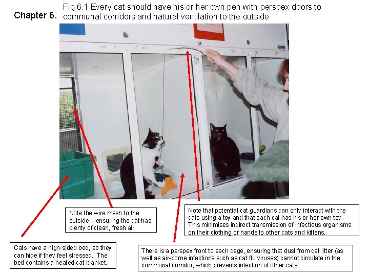 Fig 6. 1 Every cat should have his or her own pen with perspex