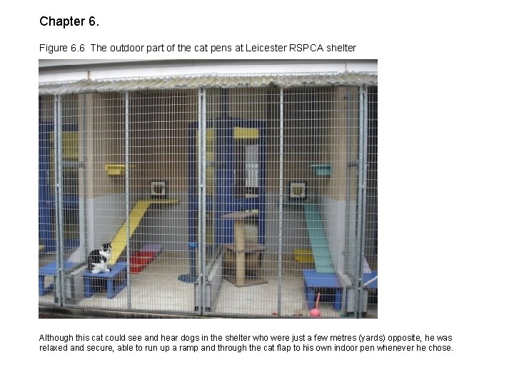 Chapter 6. Figure 6. 6 The outdoor part of the cat pens at Leicester