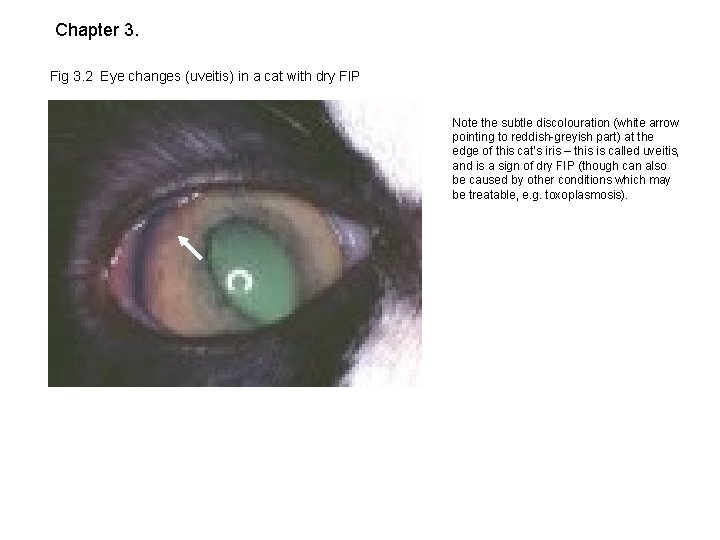 Chapter 3. Fig 3. 2 Eye changes (uveitis) in a cat with dry FIP