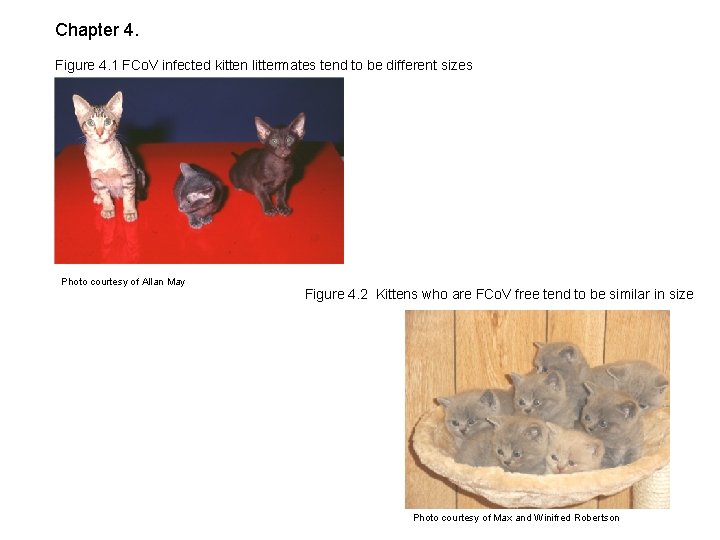 Chapter 4. Figure 4. 1 FCo. V infected kitten littermates tend to be different