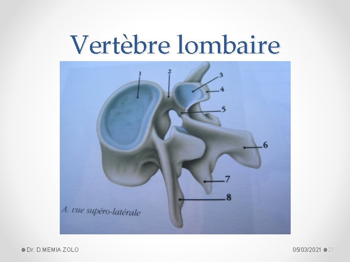 Vertèbre lombaire Dr. D. MEMIA ZOLO 05/03/2021 27 