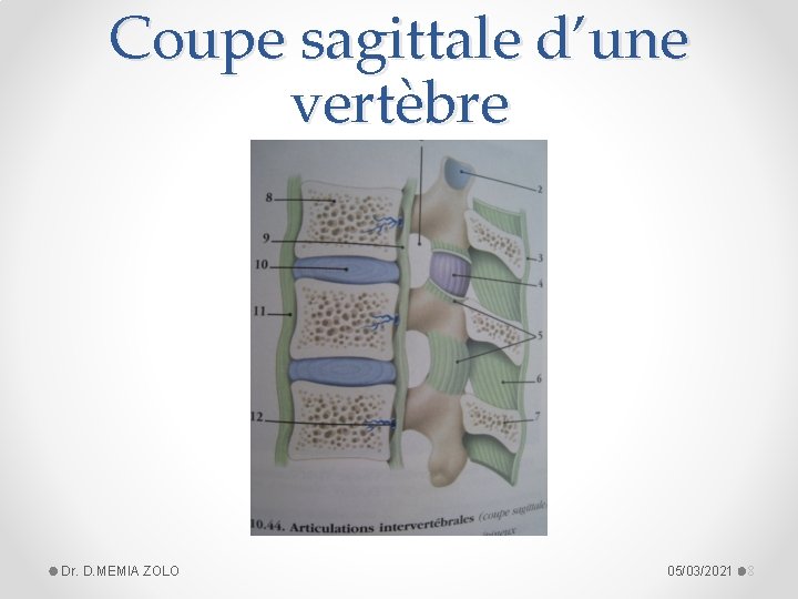 Coupe sagittale d’une vertèbre Dr. D. MEMIA ZOLO 05/03/2021 8 