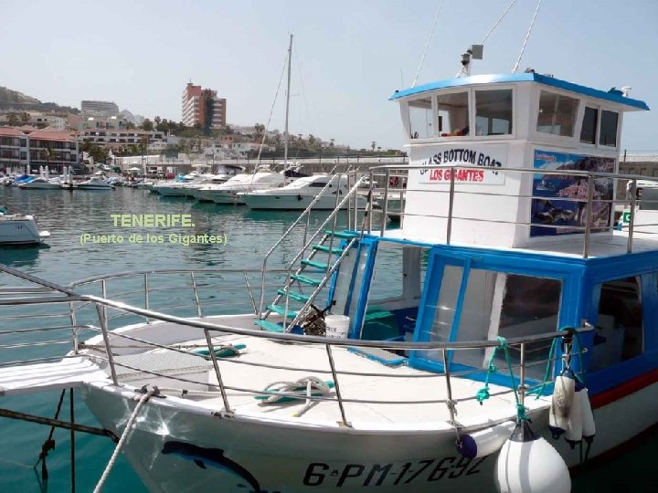 TENERIFE. (Puerto de los Gigantes) . . . 