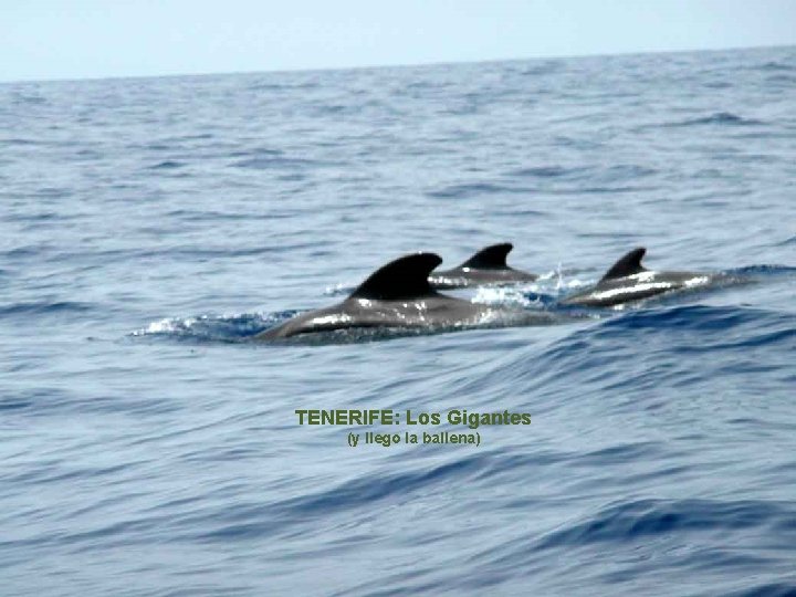 . . . TENERIFE: Los Gigantes (y llego la ballena) 