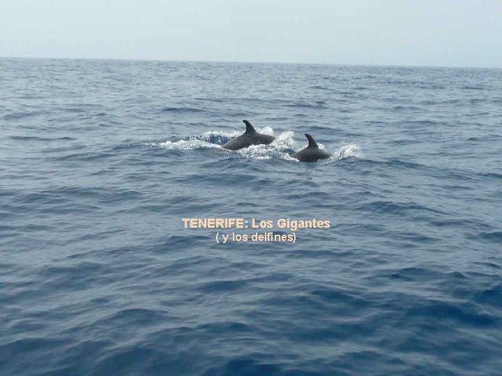 . . . TENERIFE: Los Gigantes ( y los delfines) 