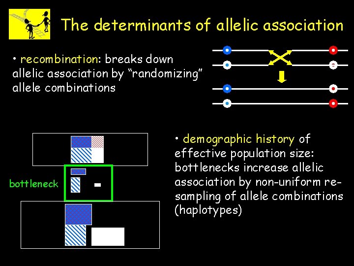 The determinants of allelic association • recombination: breaks down allelic association by “randomizing” allele