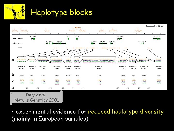 Haplotype blocks Daly et al. Nature Genetics 2001 • experimental evidence for reduced haplotype