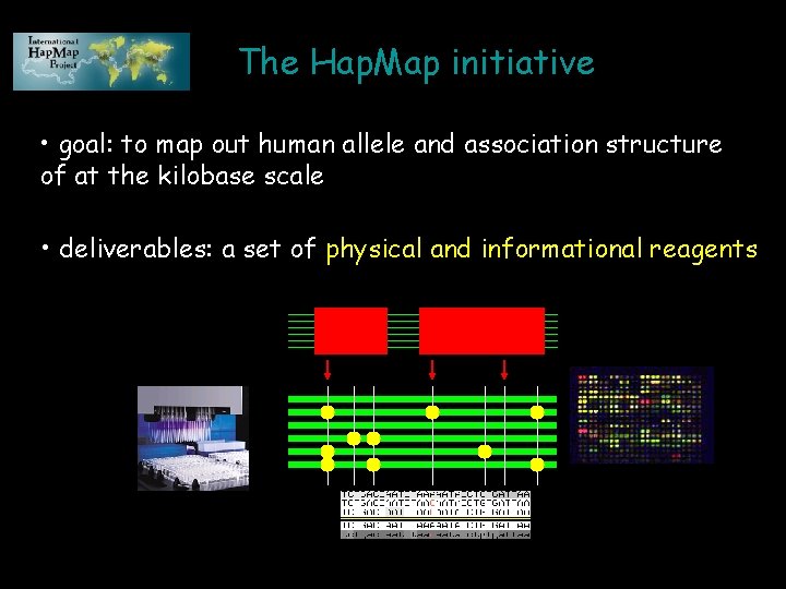 The Hap. Map initiative • goal: to map out human allele and association structure