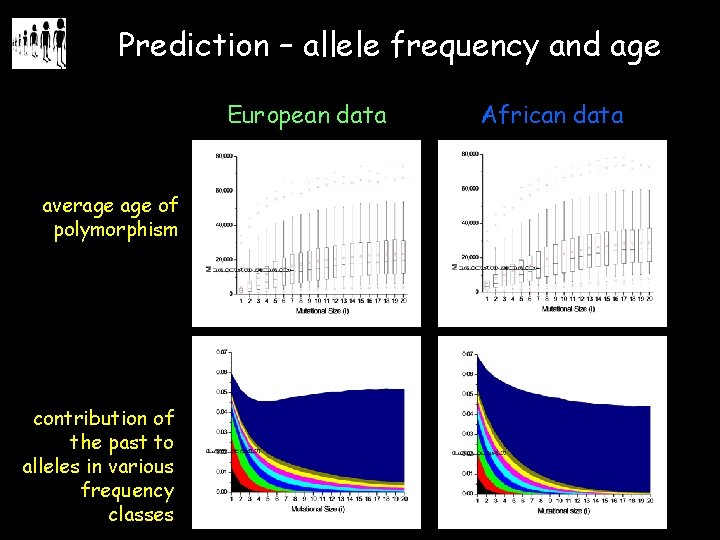 Prediction – allele frequency and age European data average of polymorphism contribution of the