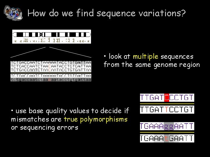 How do we find sequence variations? • look at multiple sequences from the same