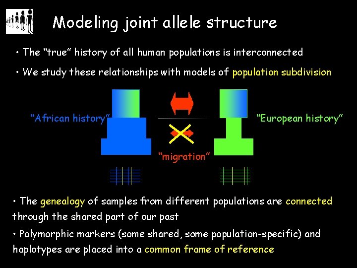 Modeling joint allele structure • The “true” history of all human populations is interconnected