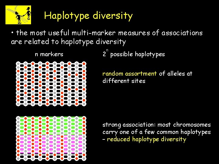 Haplotype diversity • the most useful multi-marker measures of associations are related to haplotype