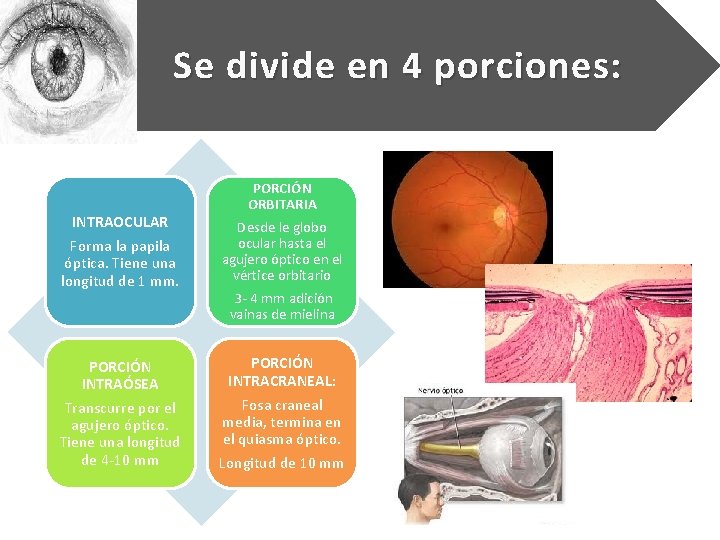 Se divide en 4 porciones: INTRAOCULAR Forma la papila óptica. Tiene una longitud de Se divide en 4 porciones: INTRAOCULAR Forma la papila óptica. Tiene una longitud de