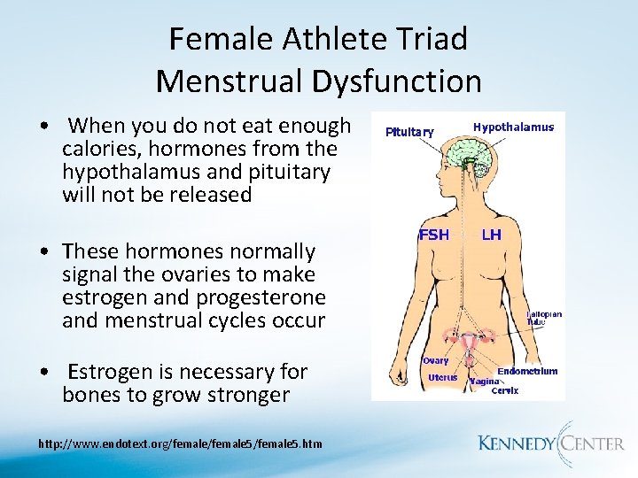 Female Athlete Triad Menstrual Dysfunction • When you do not eat enough calories, hormones