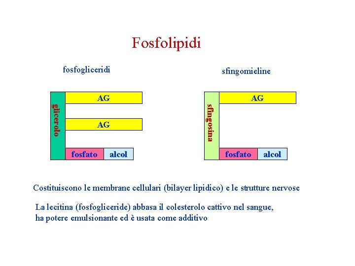 Fosfolipidi fosfogliceridi sfingomieline AG fosfato alcol sfingosina glicerolo AG AG fosfato alcol Costituiscono le Fosfolipidi fosfogliceridi sfingomieline AG fosfato alcol sfingosina glicerolo AG AG fosfato alcol Costituiscono le