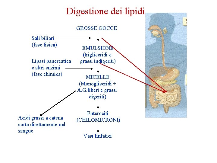 Digestione dei lipidi GROSSE GOCCE Sali biliari (fase fisica) Lipasi pancreatica e altri enzimi Digestione dei lipidi GROSSE GOCCE Sali biliari (fase fisica) Lipasi pancreatica e altri enzimi